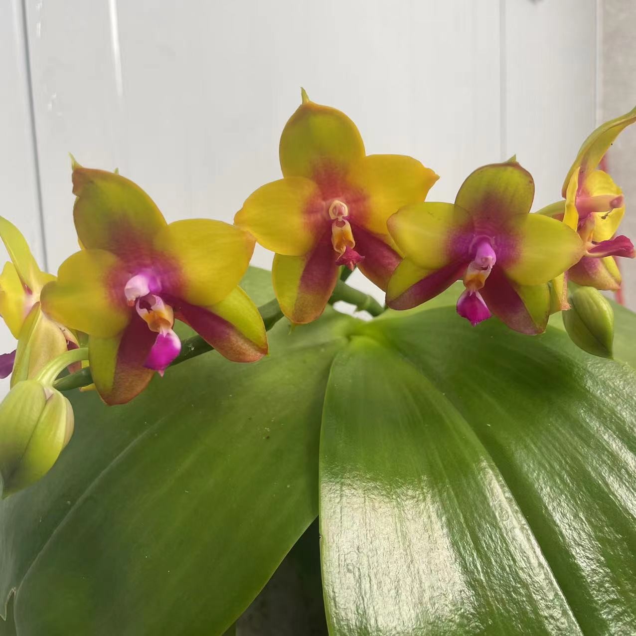 【不售后】3寸 硬壳杯 黑鹰A-苗【叶瑕老化根】 珍奇蝴蝶兰