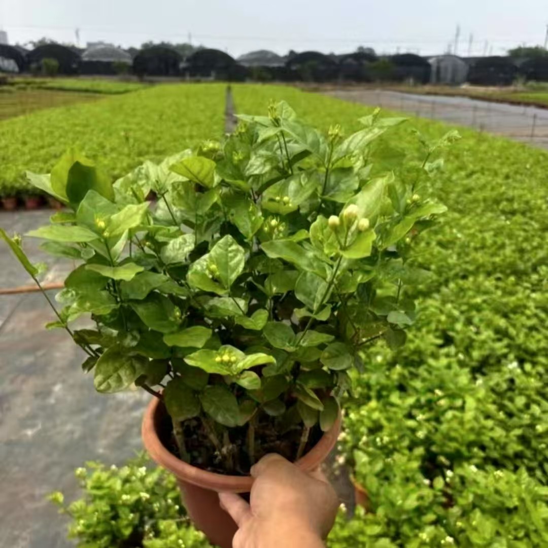 【横州茉莉花】现挖现发带花苞重瓣浓香茉莉花可盆栽地栽