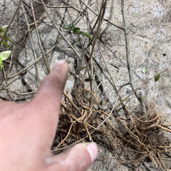 无花朵宴   海棠花
