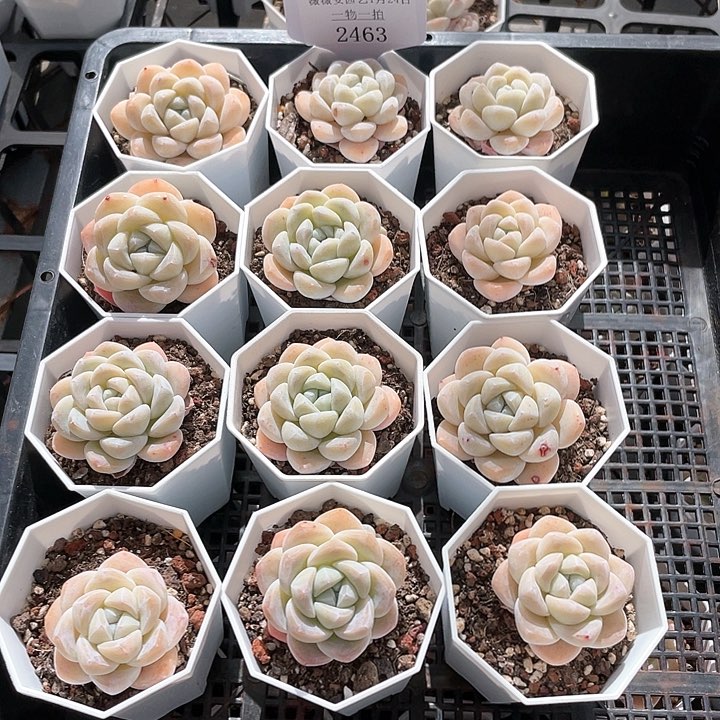 薇薇安园艺多肉2463