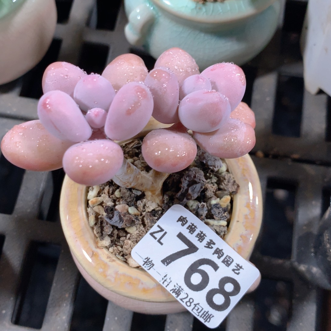 5CM拇指盆精控多肉ZL768