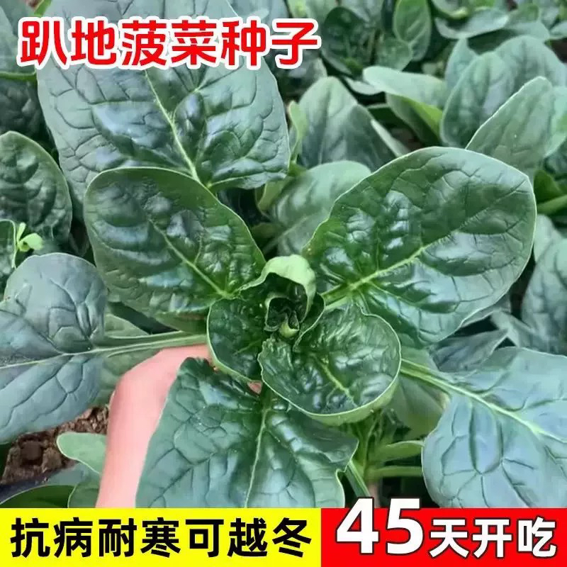 趴地菠菜种子耐热耐寒阳台花盆种植生长速度快圆叶菠菜种籽