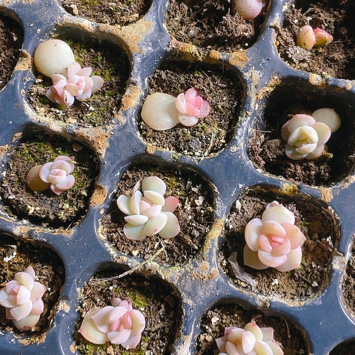 灯下明眸穴一个满25包邮