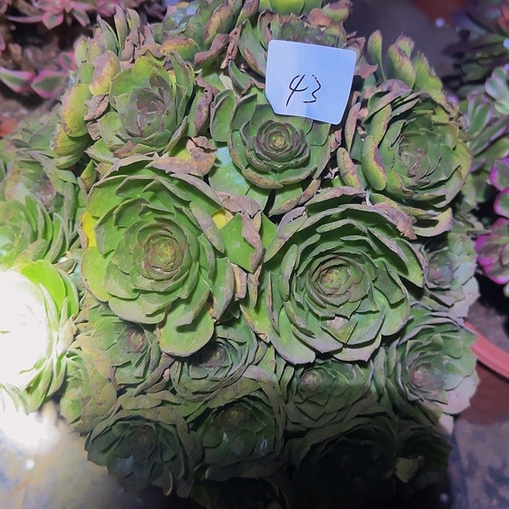 ❤️****红心沙拉碗福利43