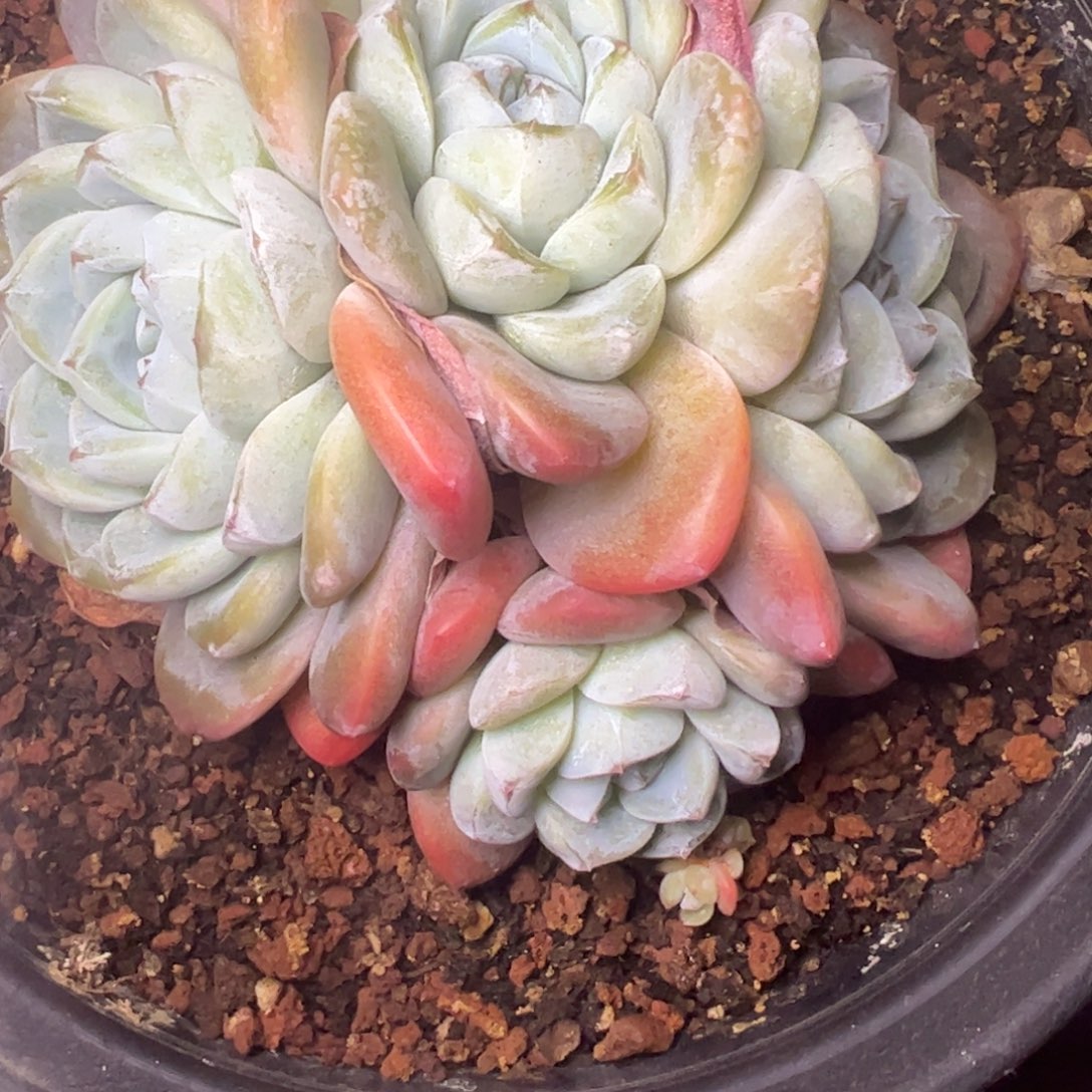 冰玉杂交溏心多肉