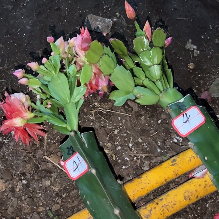 显***敏，41号带盆028.037