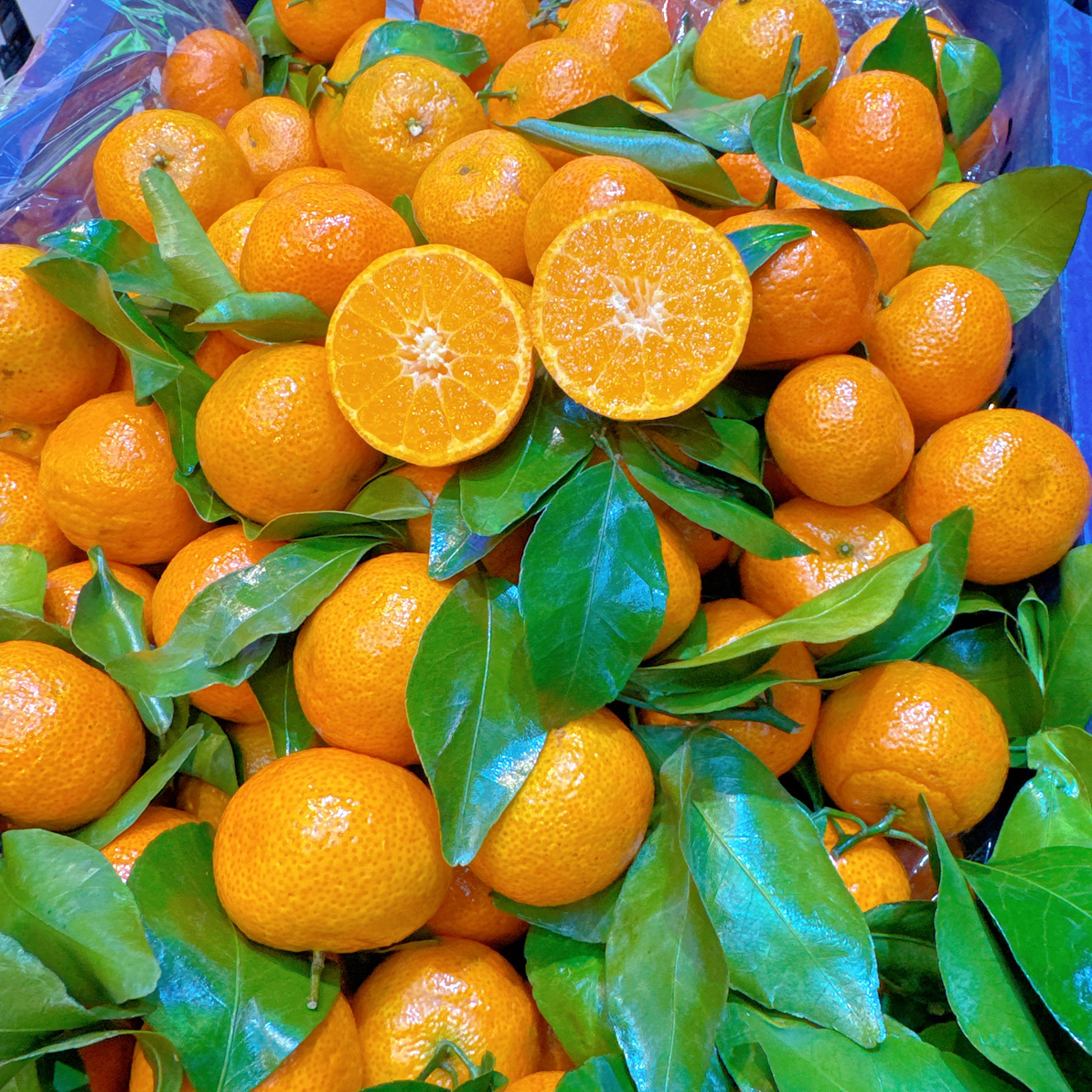 推荐：正宗砂糖橘 28元5斤哦～橘子味浓郁上海市
