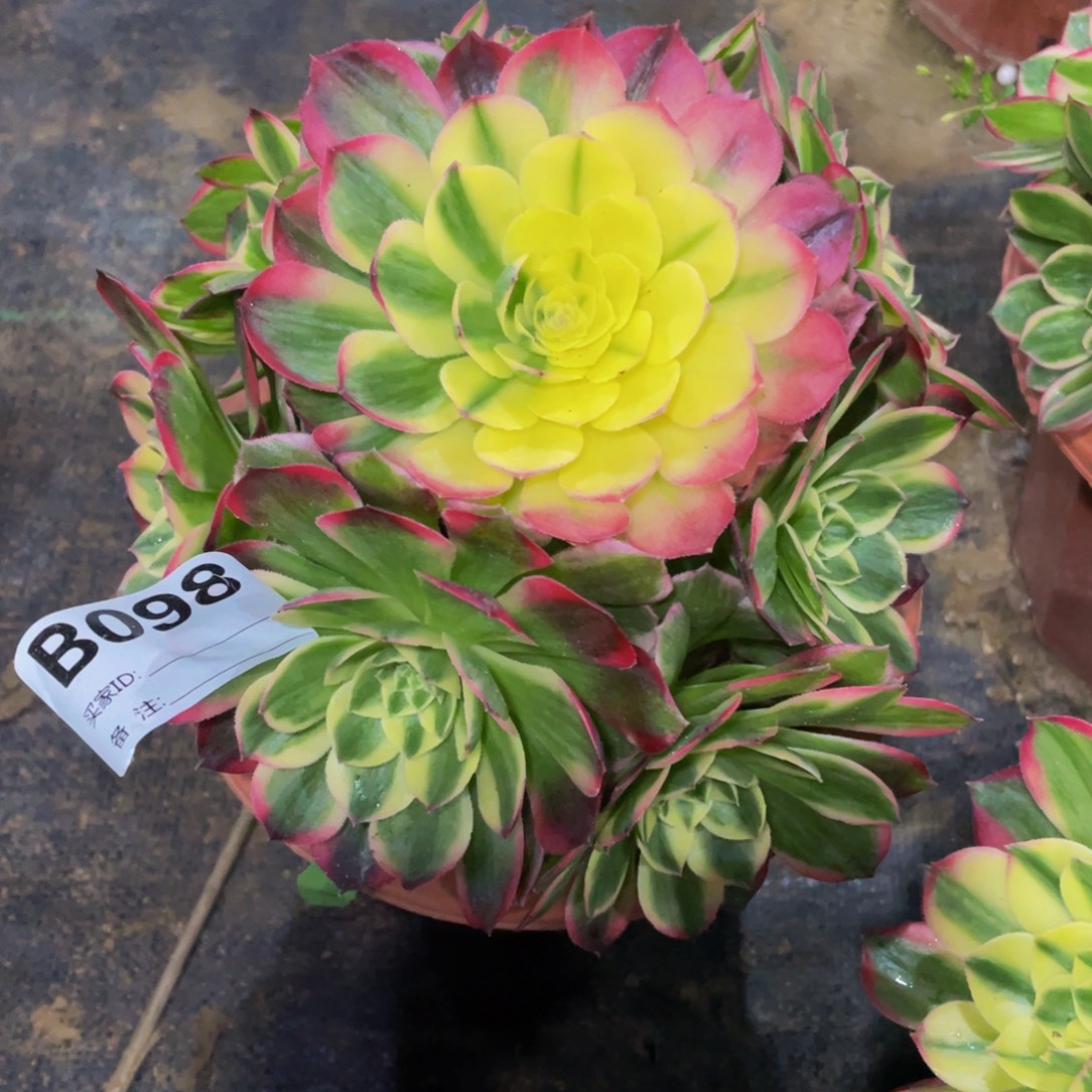 098海仙11111多肉