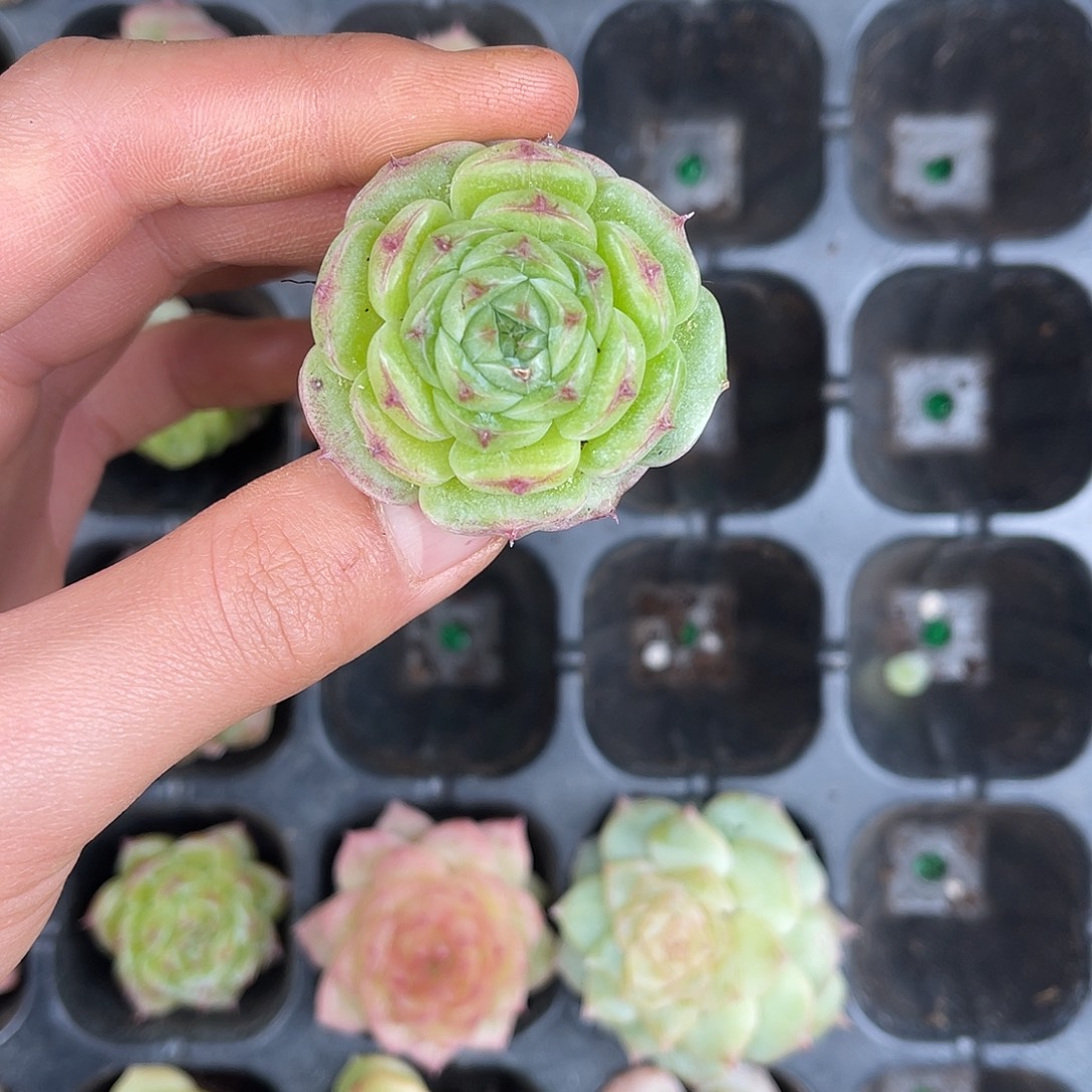 多肉一物一拍31-204