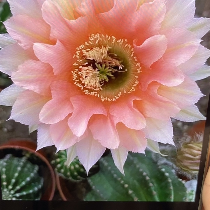 彩草23号侧芽2公分左右