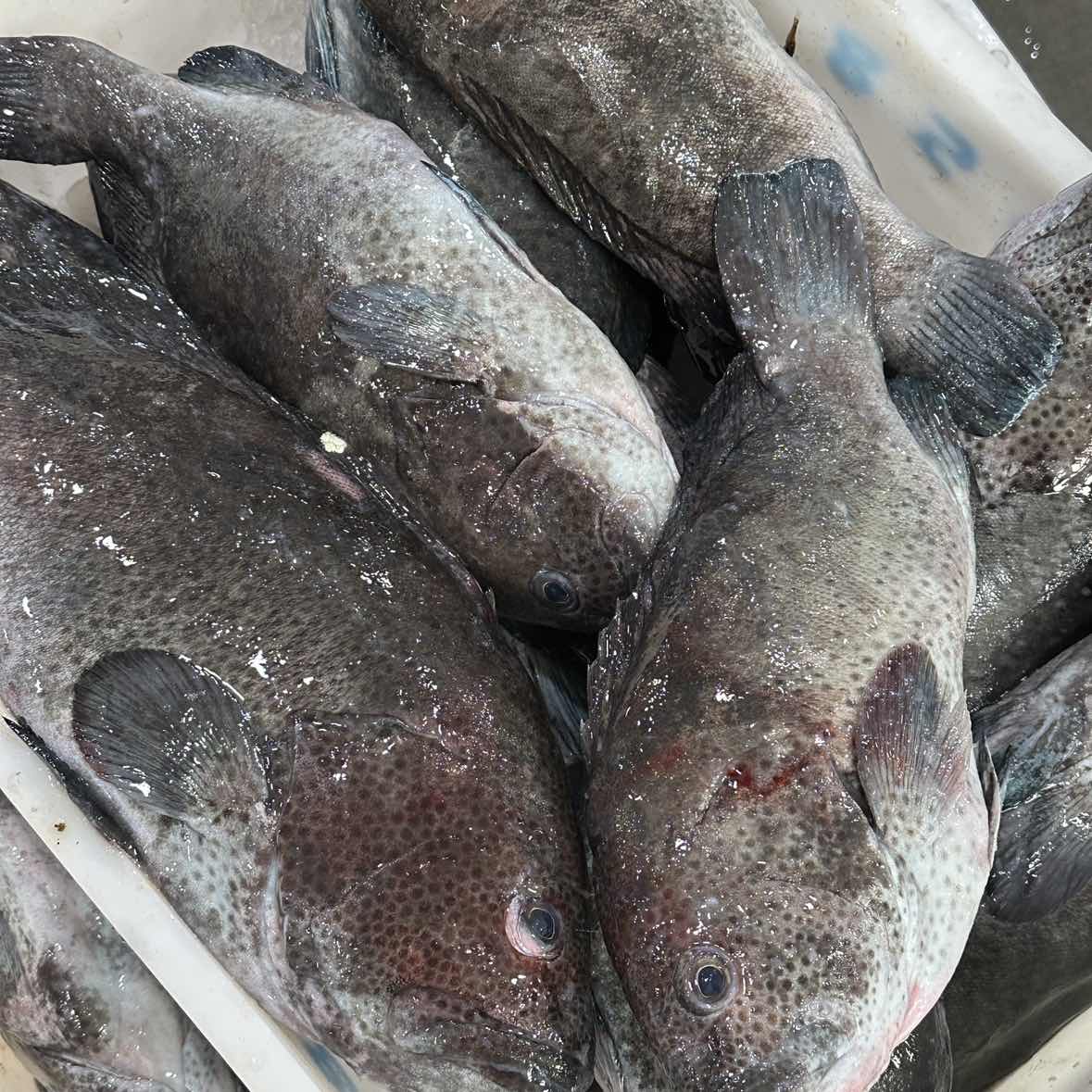 蓝瓜子斑 海鱼顺丰冷链厦门发货