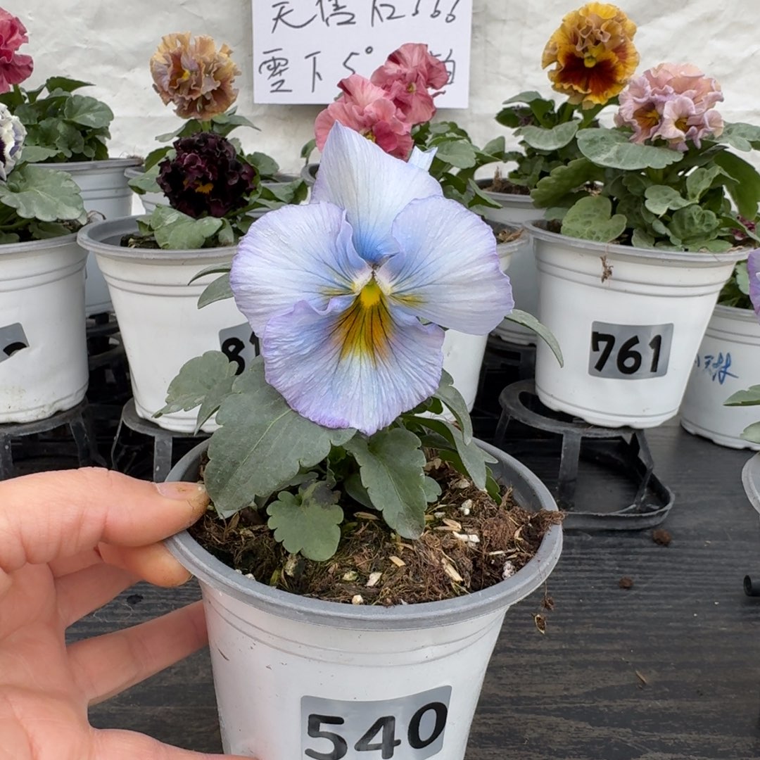 全部花朵540号重生