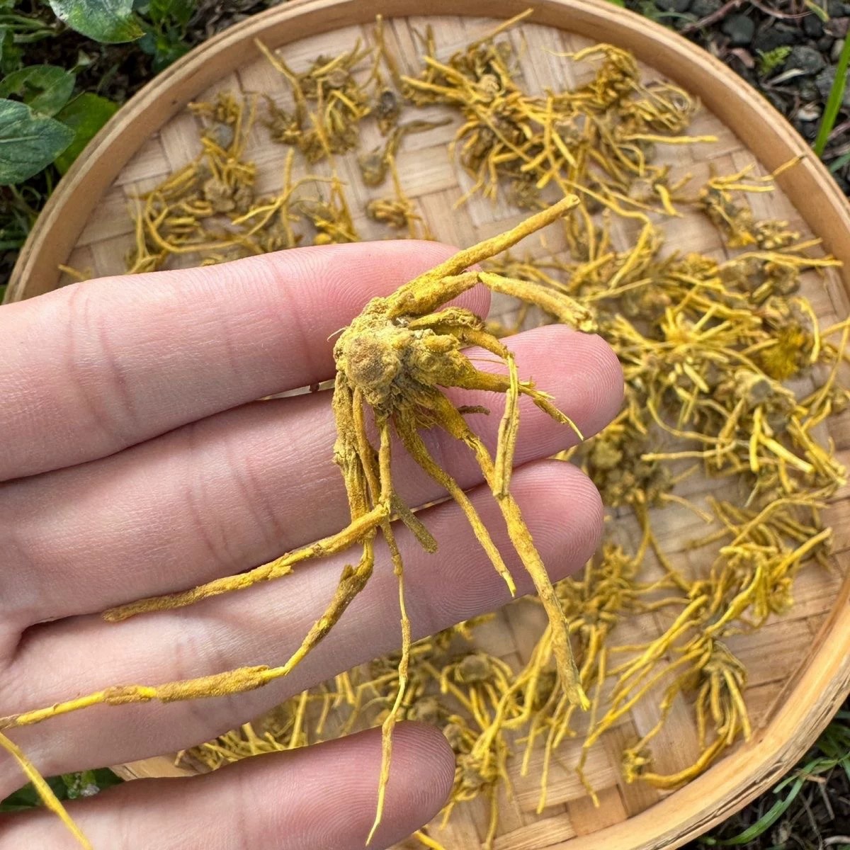 [淼淼专属N]夏至枸杞  龙须石斛