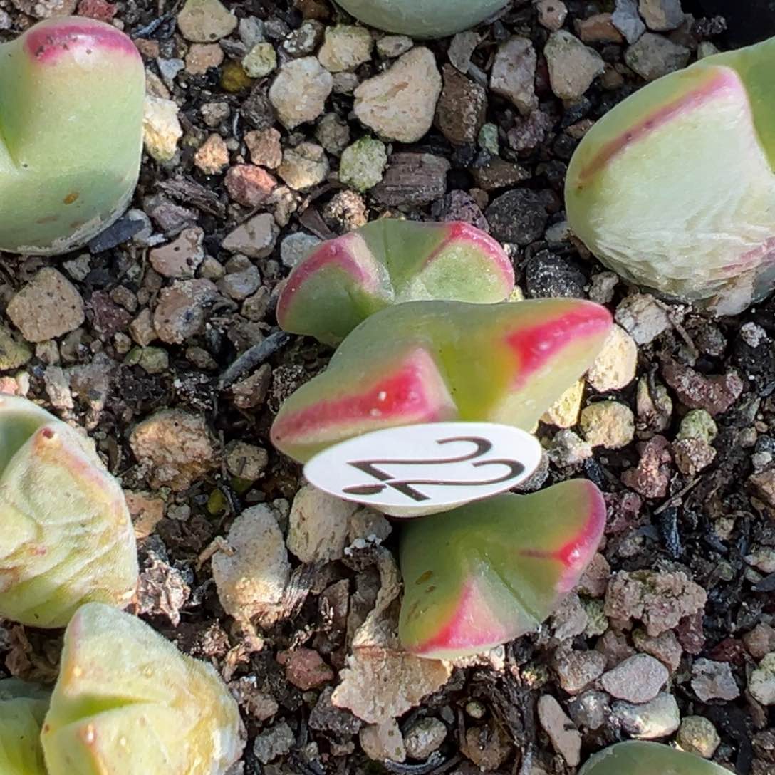 多肉植物1111111111111