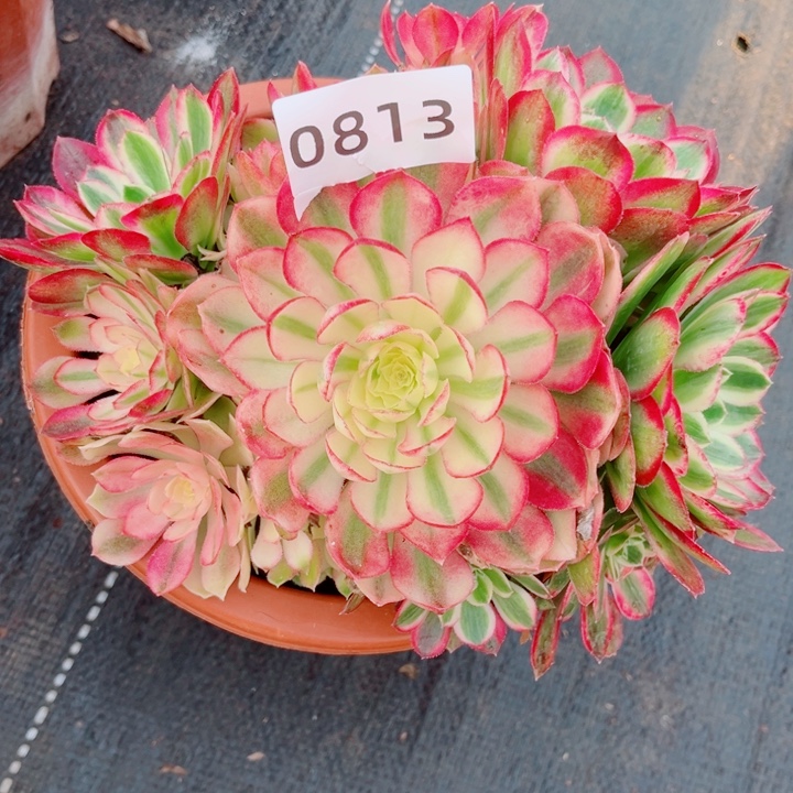 冰玉多肉发货发货