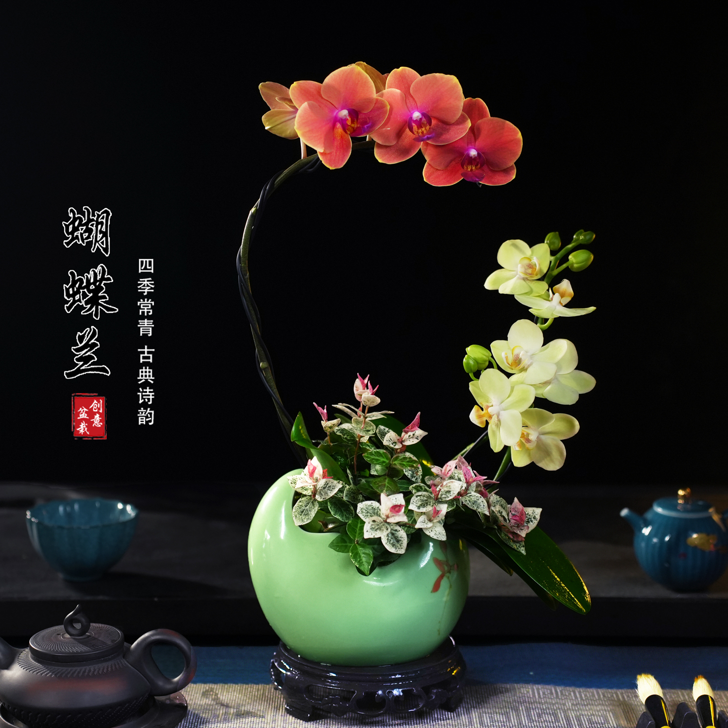 台桔绿水晶蝴蝶兰盆栽四季常青花卉茶桌面净化空气花办公室绿植