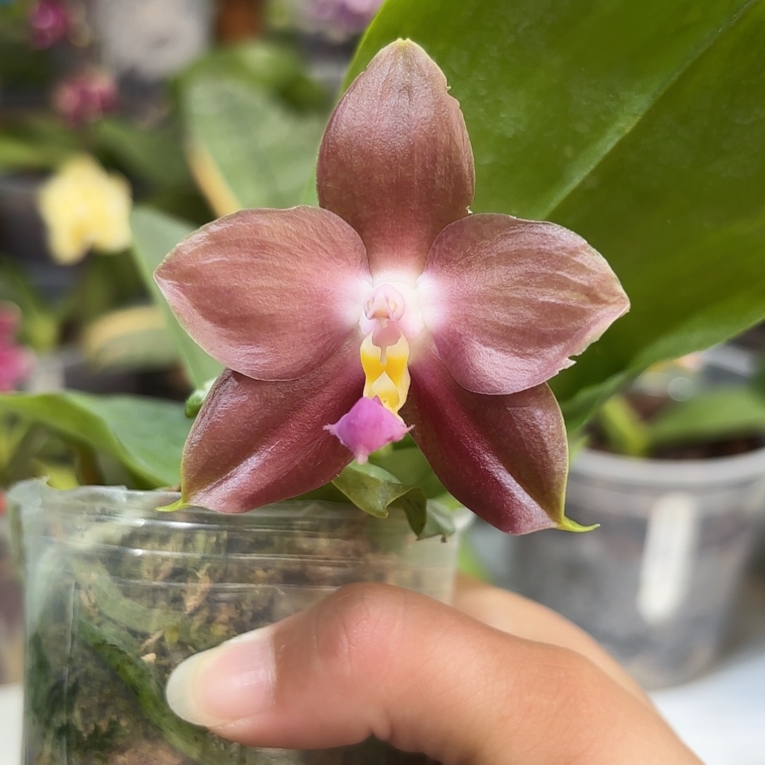 大部分开放少量花苞