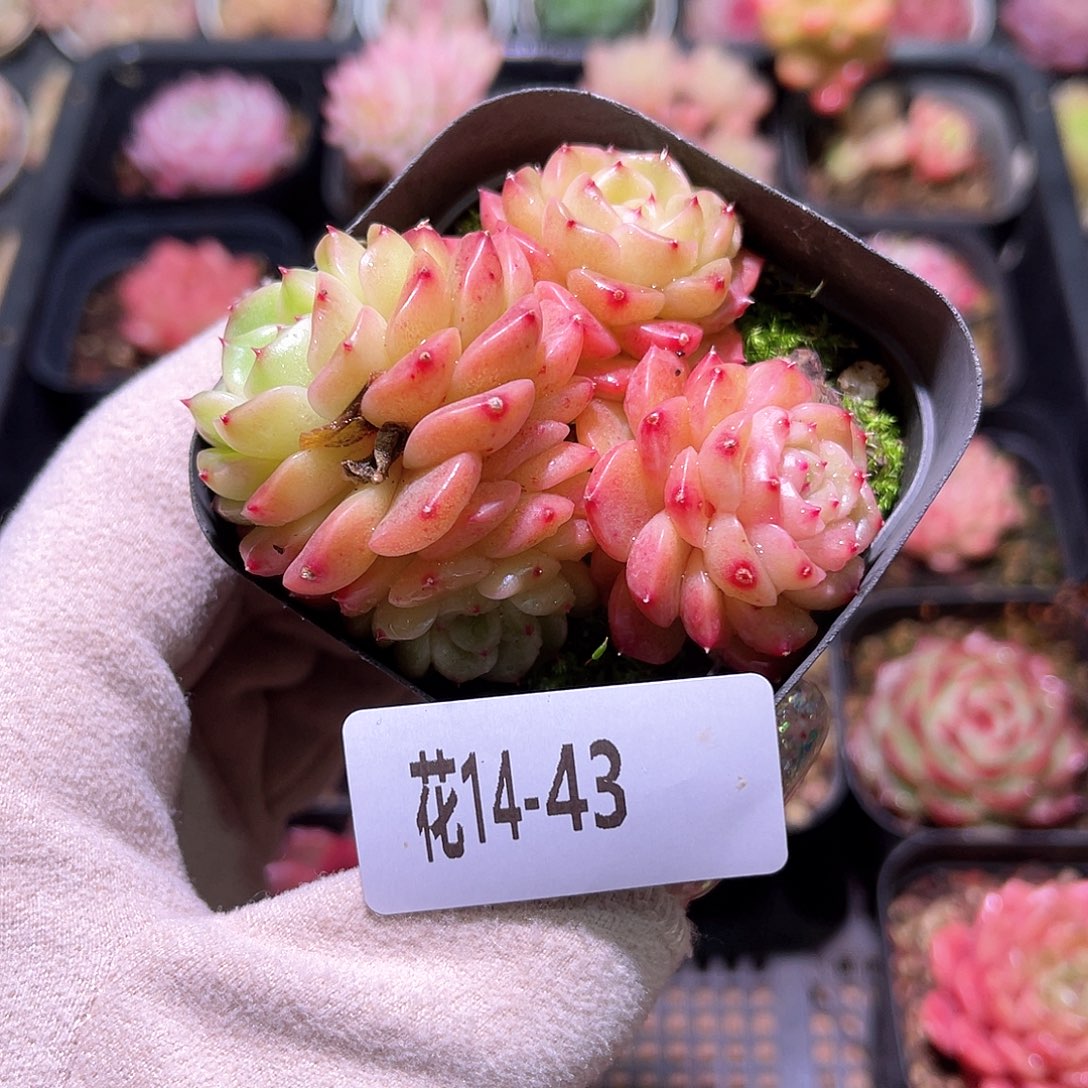 花利美14-43灵翠群