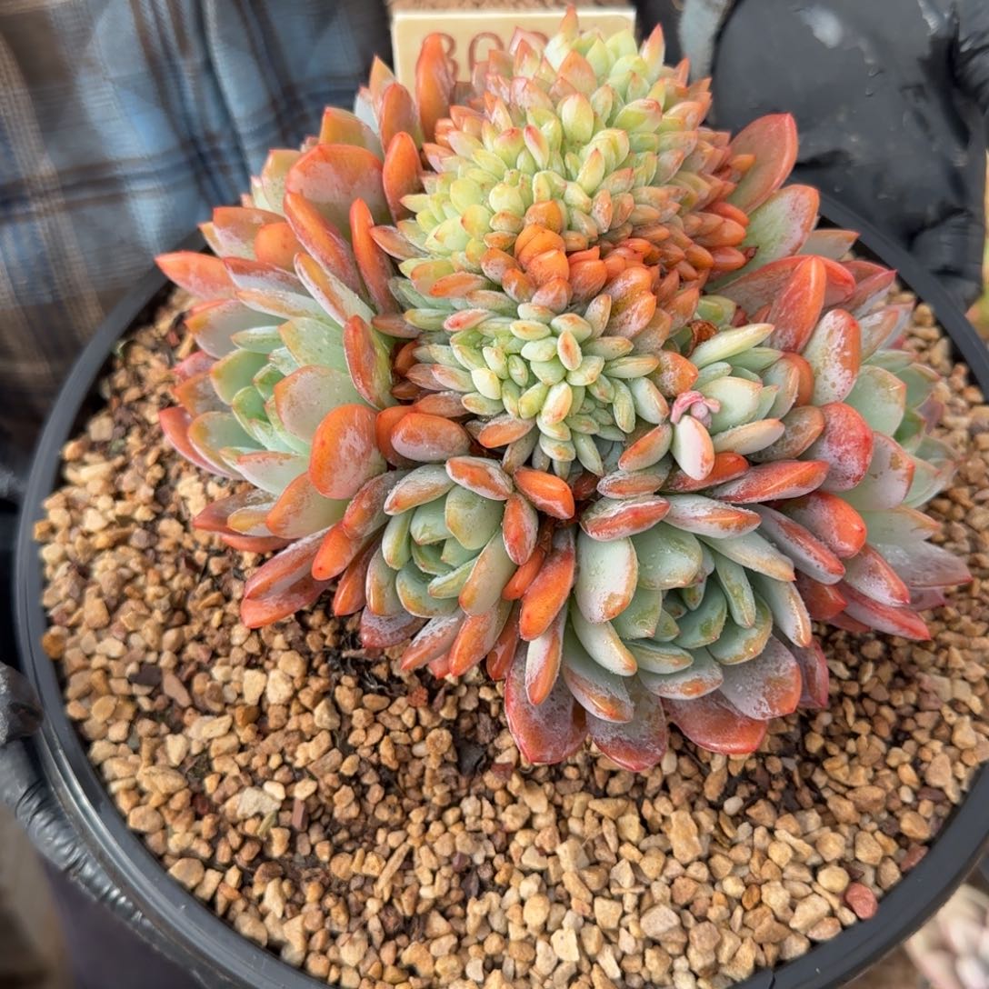 郭***姐3028。            全明星缀