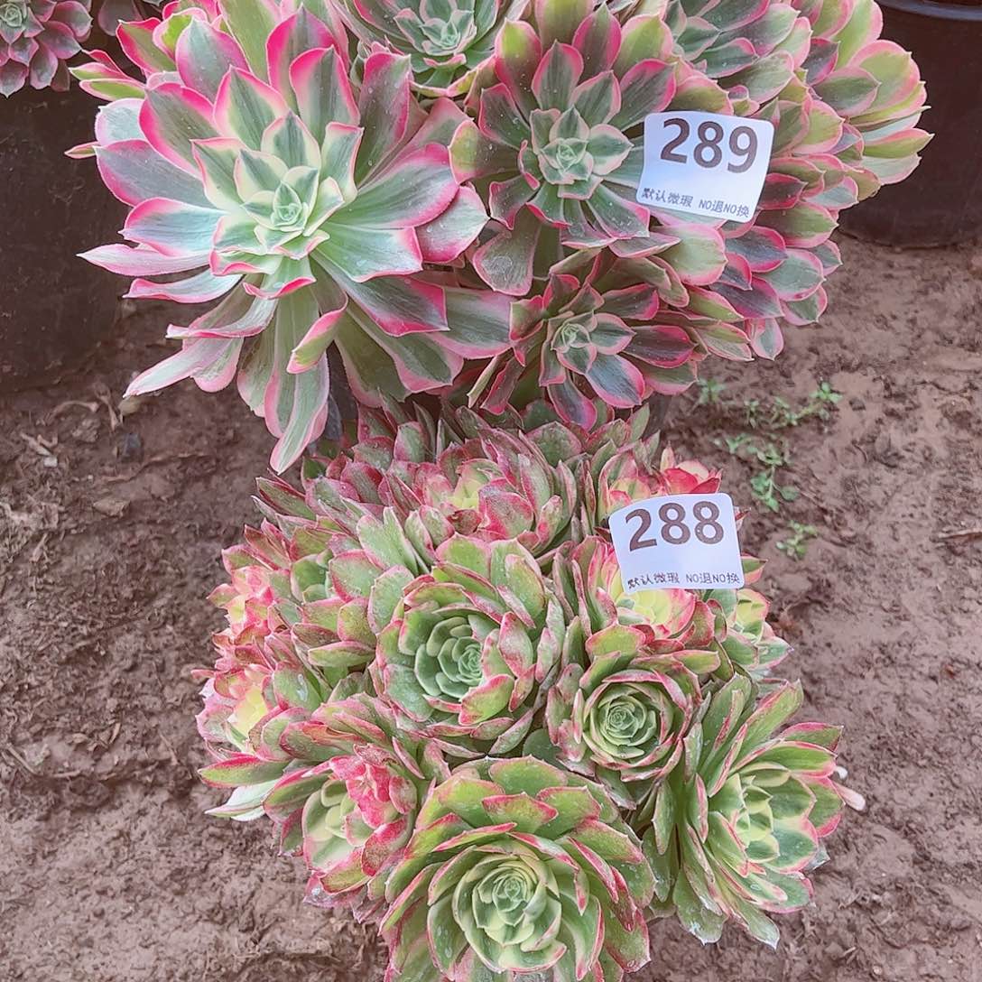 无花朵多肉植物组合289