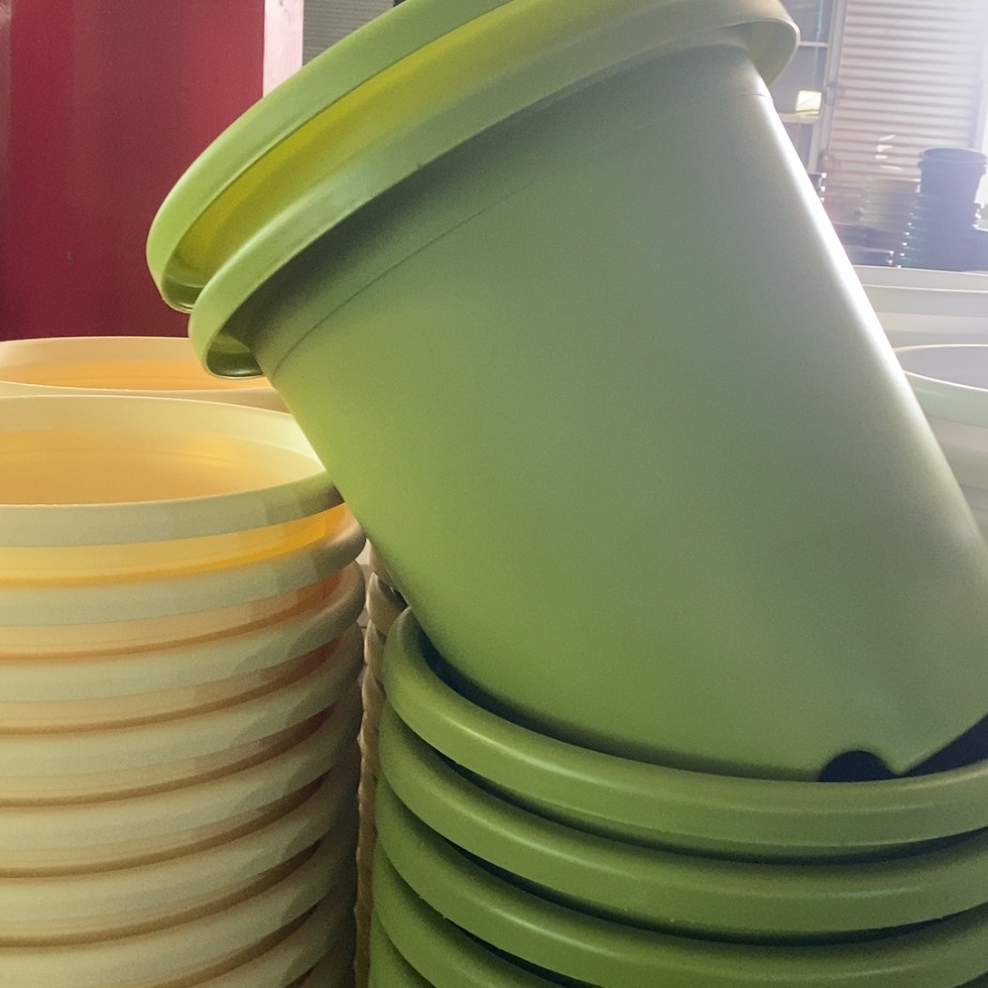 四季7号果绿色5个带拖