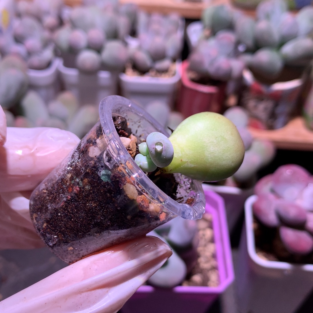 小屁桃奶酪多肉小屁桃