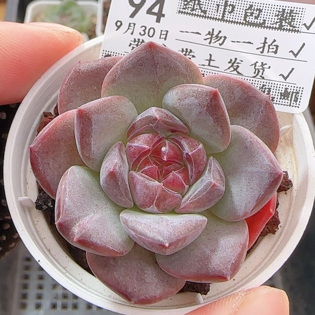 多肉0960--94琥珀天使珍妮