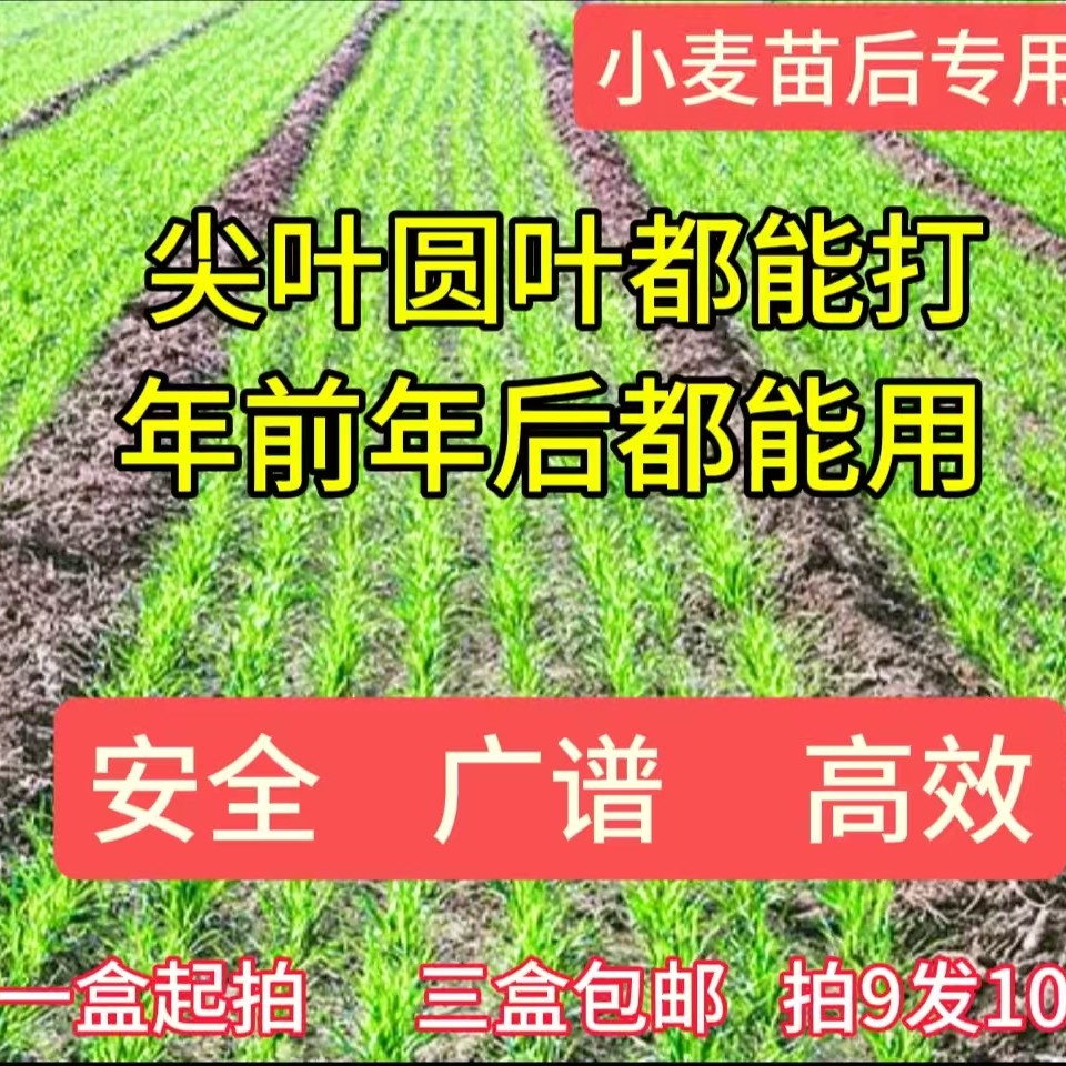 小麦苗后专用尖叶园叶都能打
