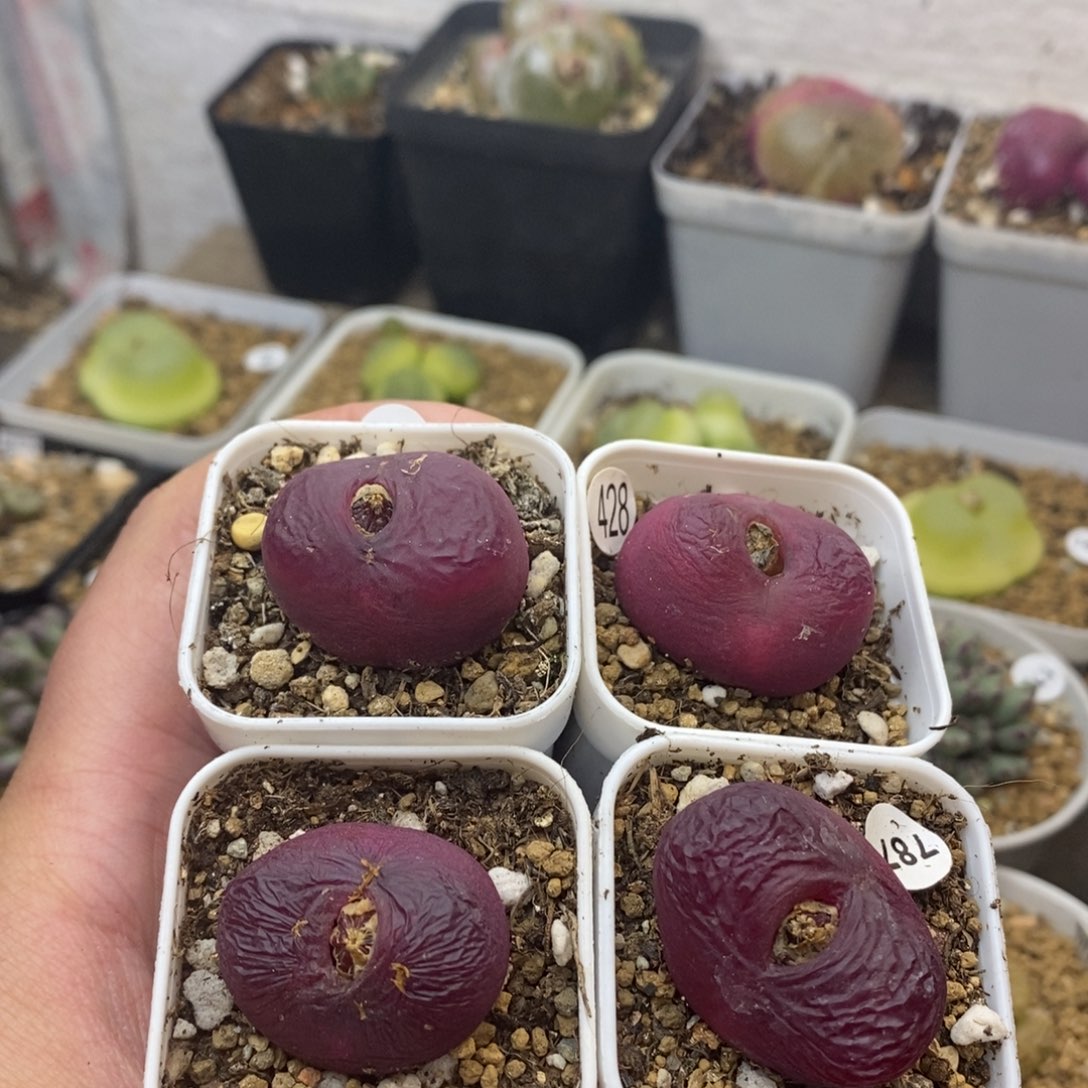 ?*?专拍多肉福利787