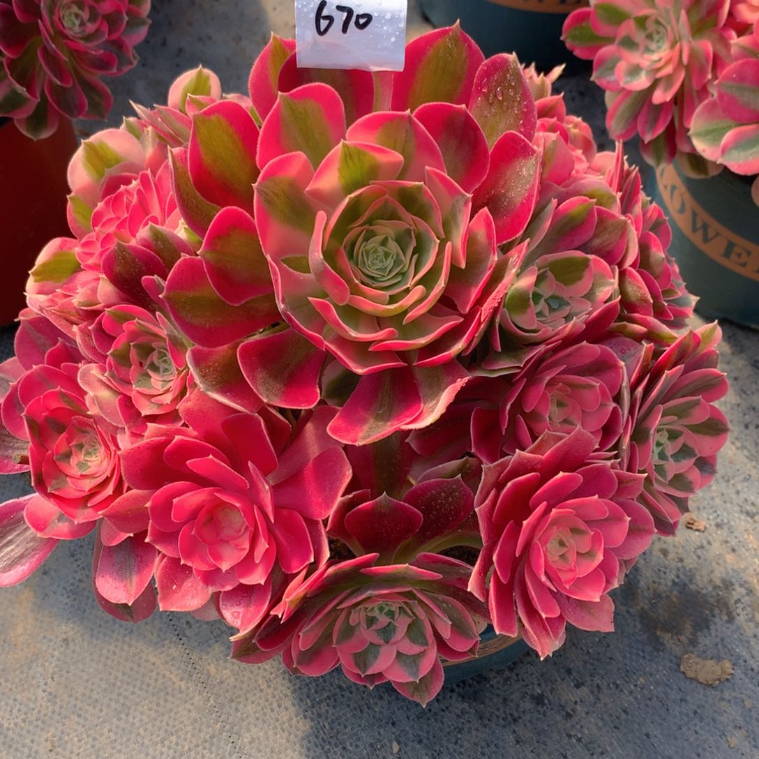 670粉女巫精品法师多肉