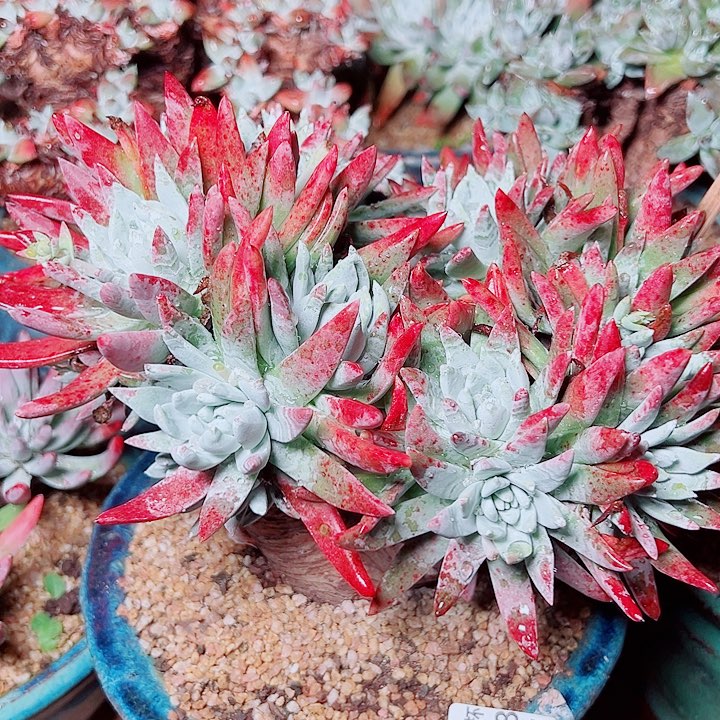 6168刘丹白雪仙女杯