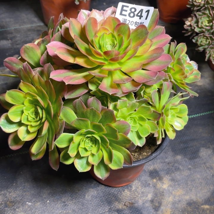 瑞妈一物一拍841