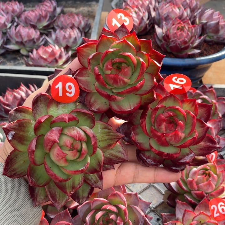 E***a多肉植物-惊鸿仙子-7