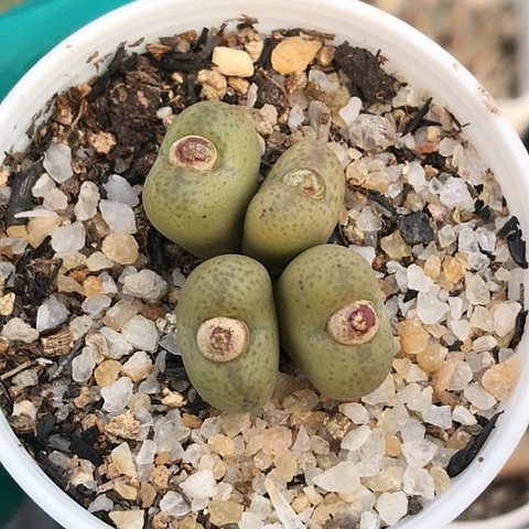 多肉肉锥 绿体毛杂