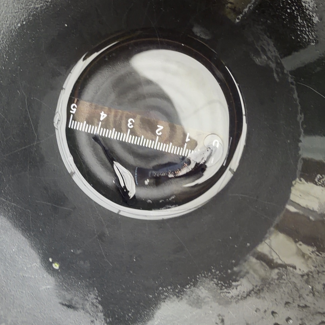 青鳉鱼观背青鳉07