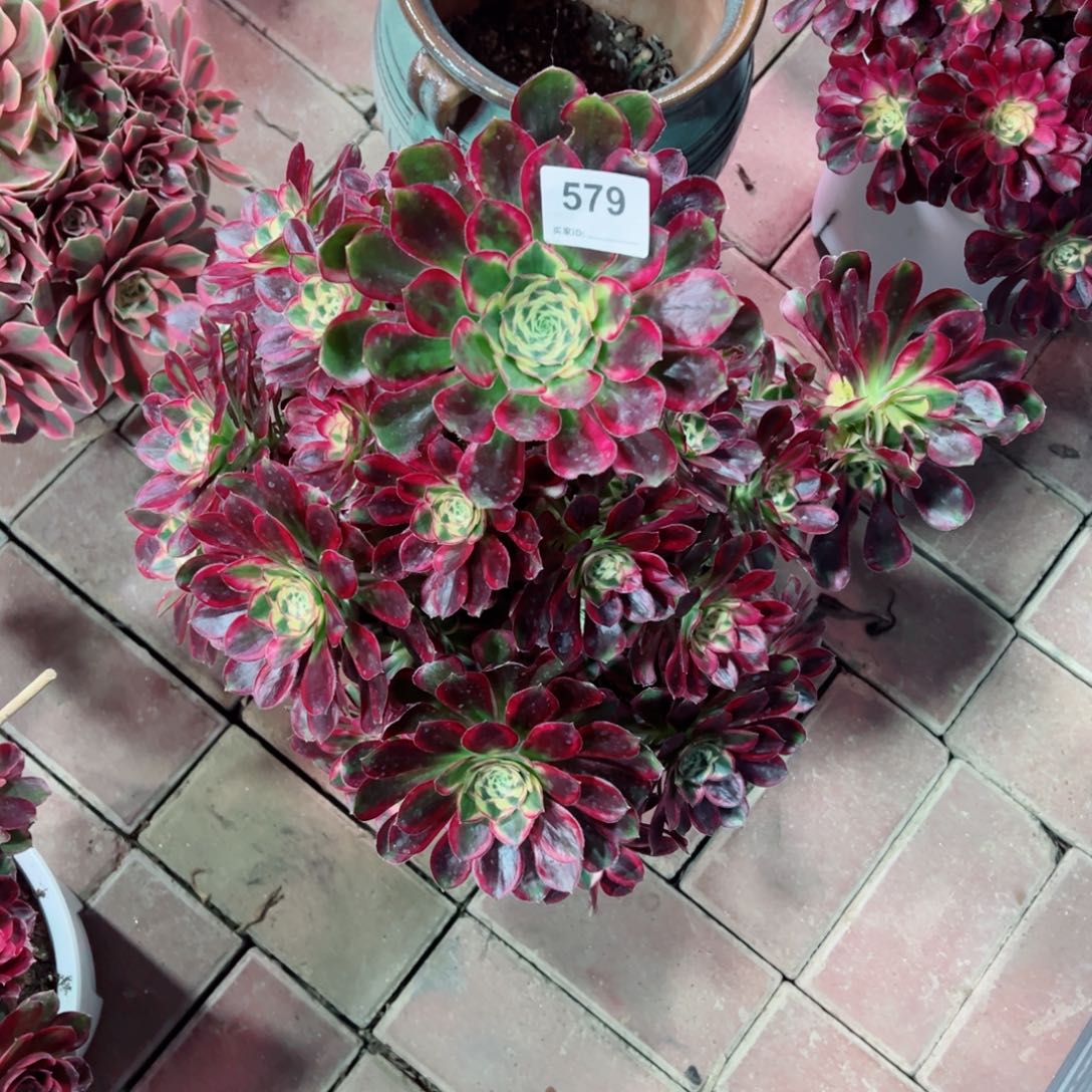 钱***多579冰淇淋法师多肉植物