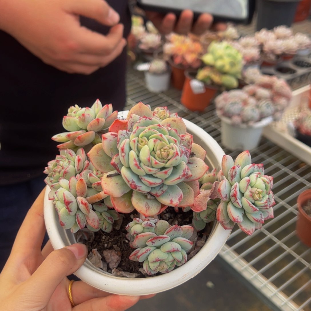 香草整桩整群多肉