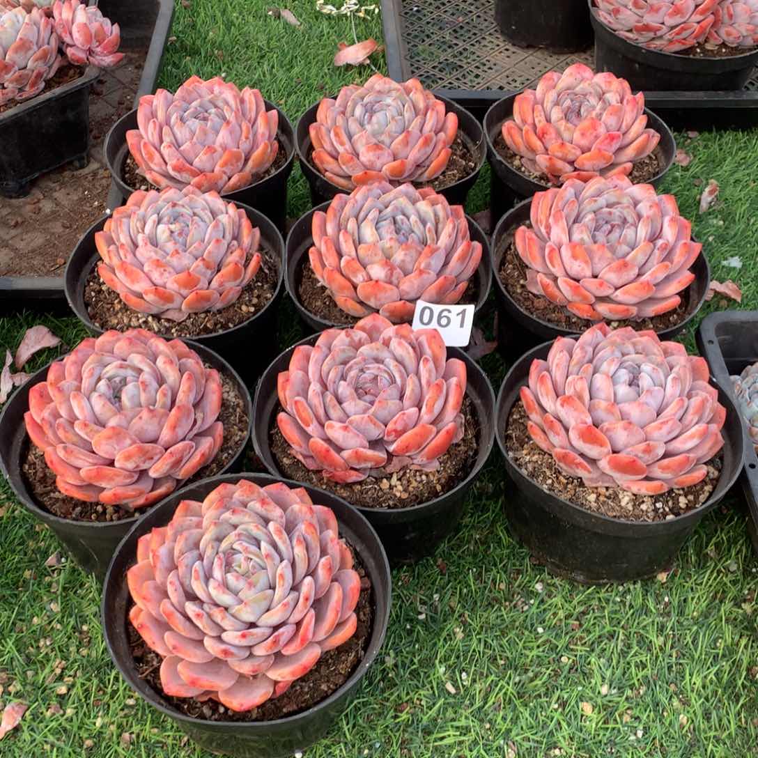 10颗橙梦露多肉，061