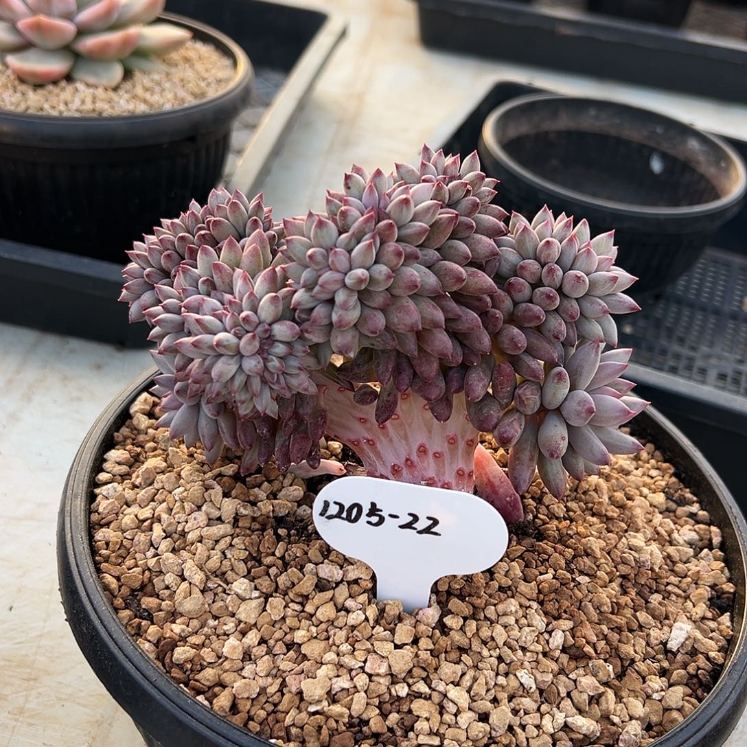 *****1205-22虞美人缀化。