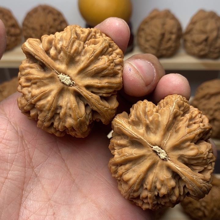 把件核桃小***鱼45尺全品大粗筋