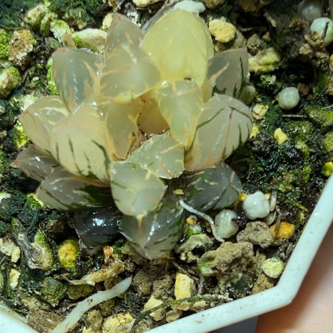 恭喜发财大吉大利0399