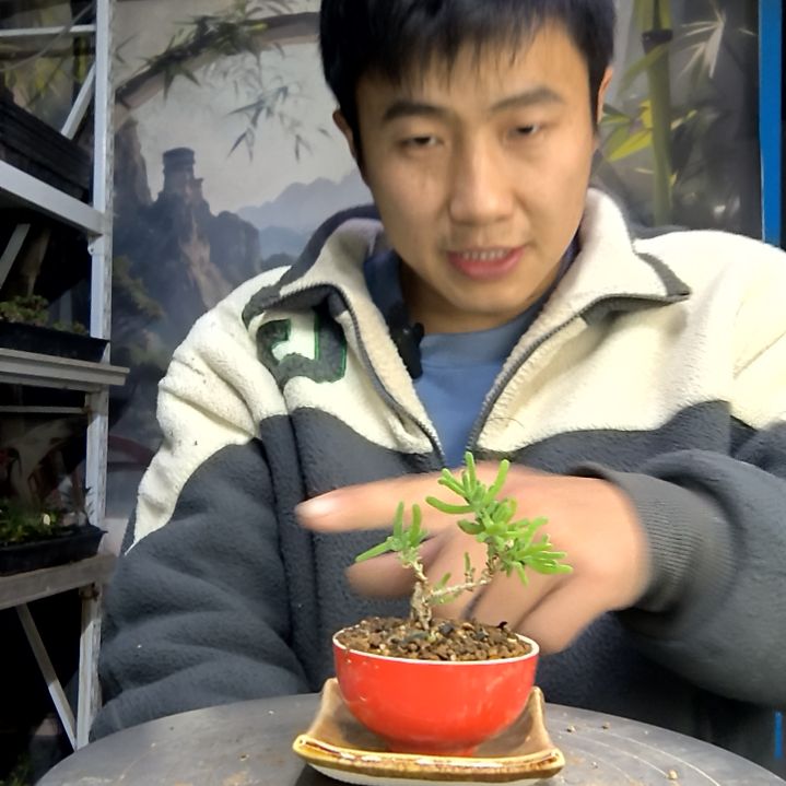 小***郎中青园艺一物一拍花295