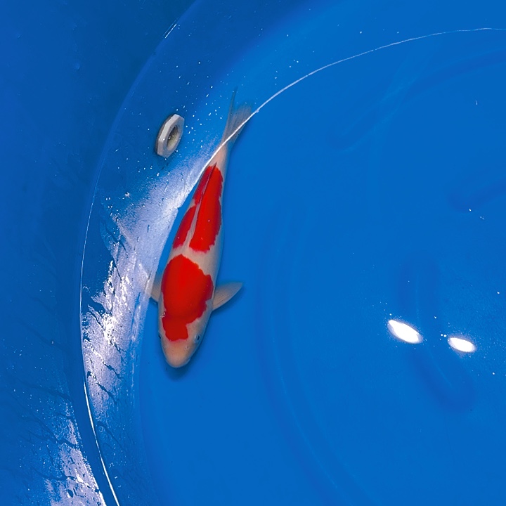 锦鲤红白专拍链接