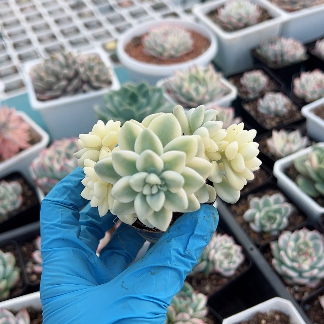 雪酪蛋糕锦底座，介意慎拍