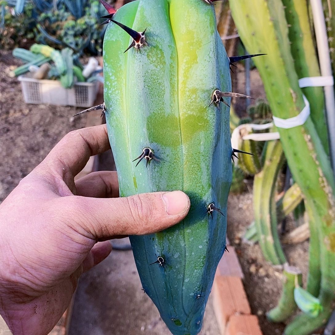 狂刺龙神木一颗侧枝