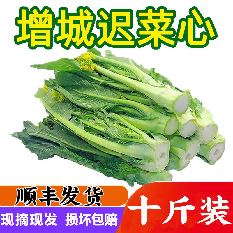 广东增城迟菜心新鲜采摘高脚菜心嫩脆蔬菜顺丰直达