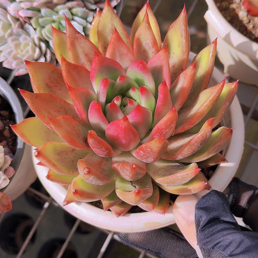 弗兰克12.5公分999999889988