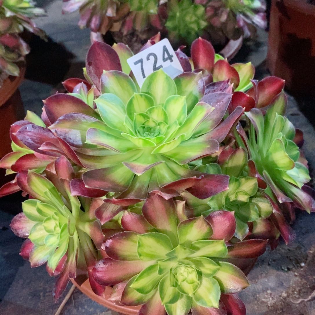 韶华724多肉11111