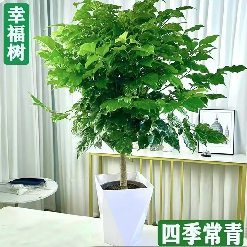 80-90cm不砍根独杆棒棒糖幸福树室内观叶绿植 四季常青