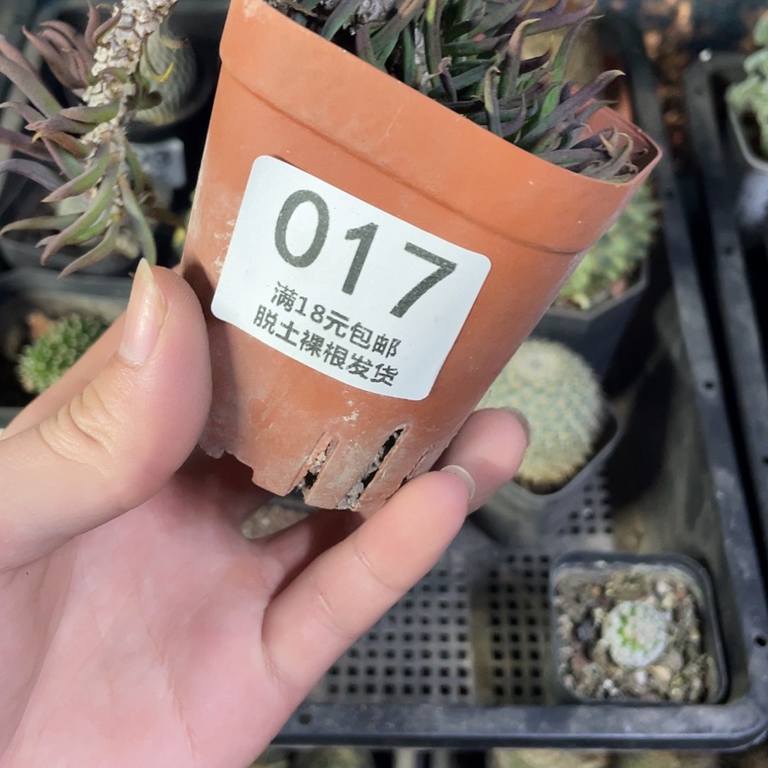 17筒叶麒麟（满18包邮）